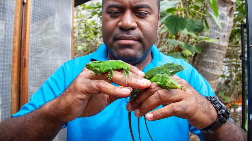 Ahura Resorts Conservation Foundation Iguanas